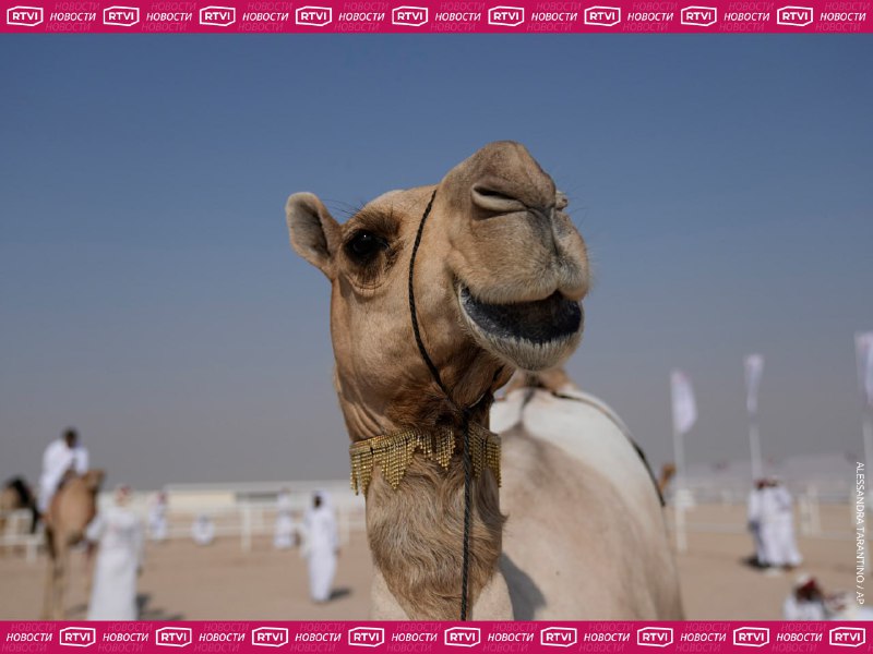 Верблюдов дисквалифицировали с конкурса красоты из-за ботокса