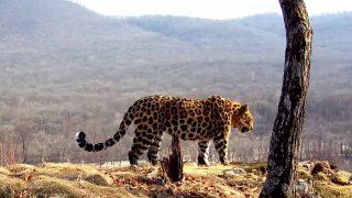 Рев дальневосточного леопарда засняли на видео в Приморье