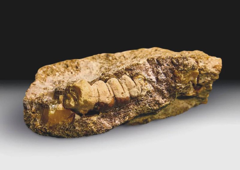 Уникальная находка: янтарь с личинкой древнего жука