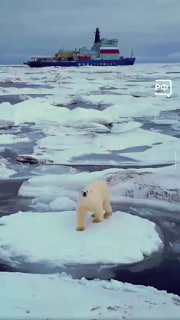 Белые медведи в России: интересные факты