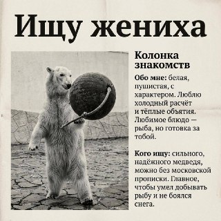 В Московском зоопарке ищут пару для белой медведицы Айки