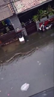 На Бали нашествие питонов из-за разлива реки