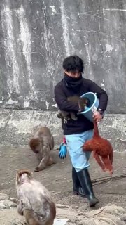 Обезьяна стала лидером и контролирует раздачу еды