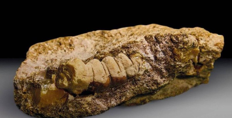 В Калининграде найден янтарный самородок в форме древнего жука