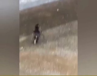 Обезьянка Панч нашел утешение в игрушечном орангутане и начал превращаться в человека