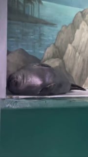 Нерпа показывает, как провести выходные