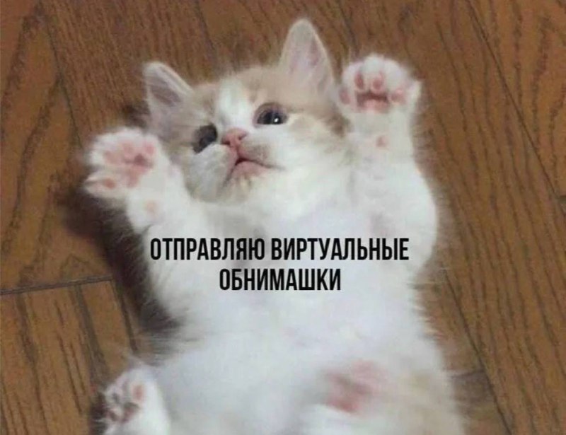 Общение с кошкой снижает уровень стресса