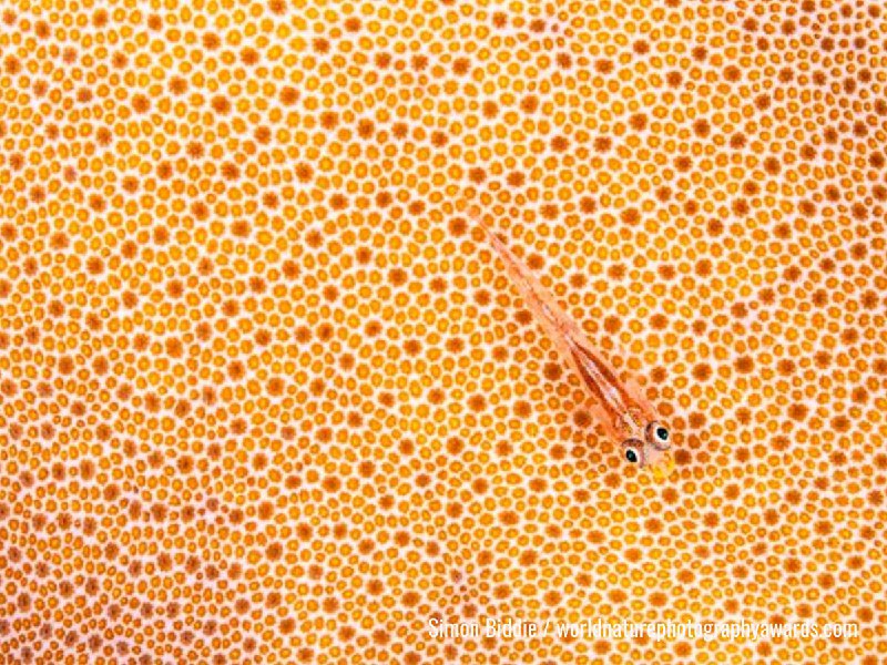 Иллюстрация 2