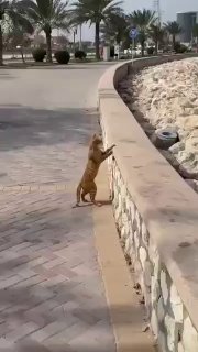 Бахрейнские коты наблюдают за обстрелом американской военной базы