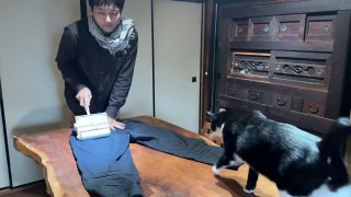 Кот против уборки