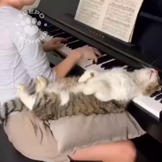 ЗвероПятница, посвященная кошкам