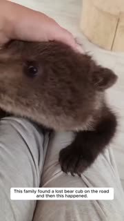Медвежонок вырос в дружелюбного гиганта