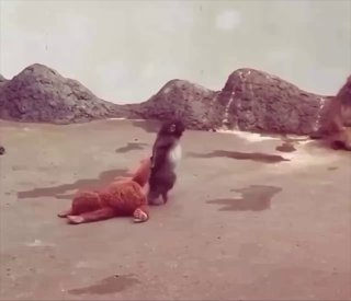 Обезьяна в зоопарке шокировала посетителей