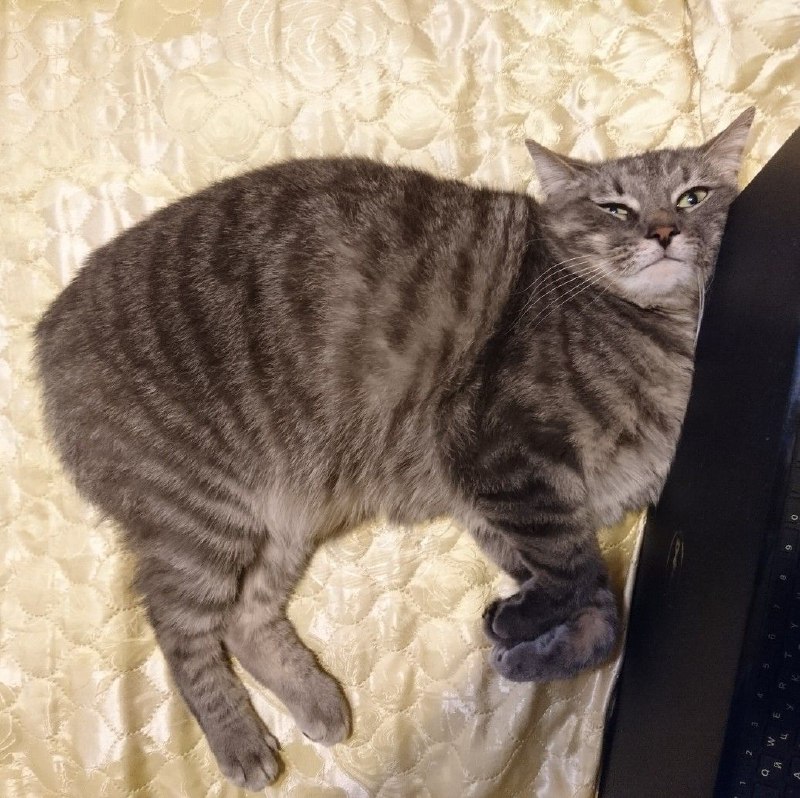 РПЦ о судьбе домашних животных