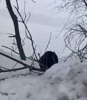 Бобр-строитель встревожил жителей Чёрной речки