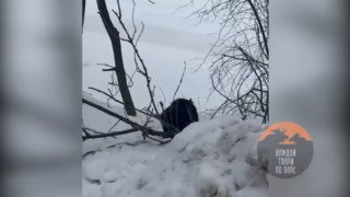 Зубастый бобр пугает жителей Петербурга