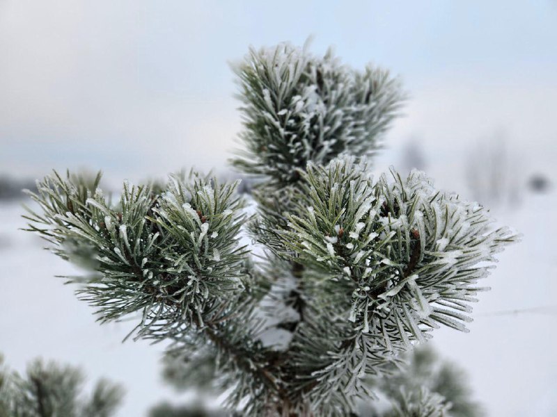 Зимние пейзажи в Ленинградской области
