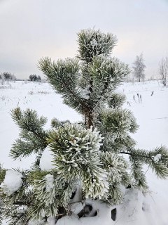 Иллюстрация 3