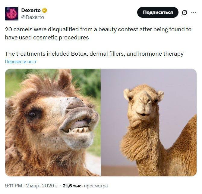 Верблюдов дисквалифицировали с конкурса красоты за ботокс