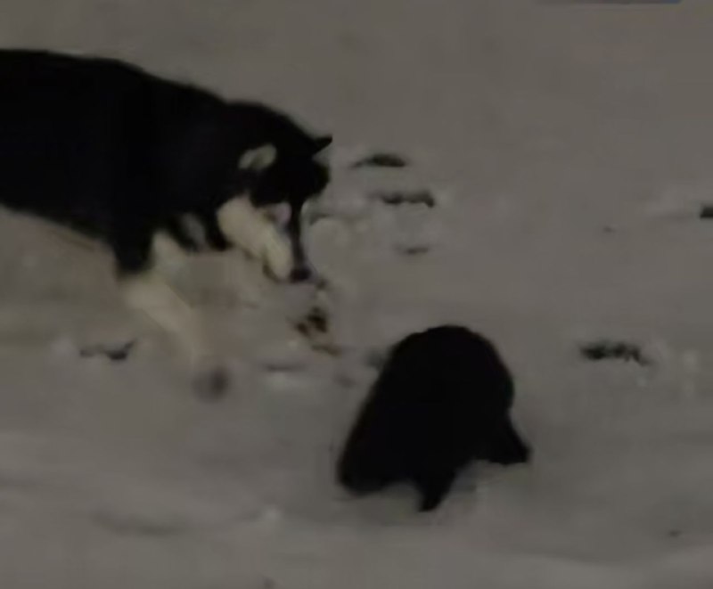 Иллюстрация 1