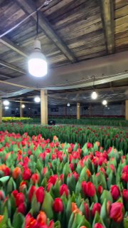 Противоречия на рынке цветов к 8 марта