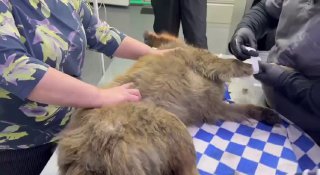 Массовое отравление собак в Туве