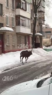 Олень бегает по дворам в Раменском