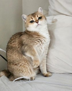 Иллюстрация 4