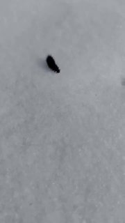 Проснулись гусеницы в Купчино