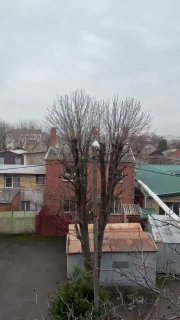 В центре Краснодара поселился зеленый попугай