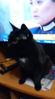 Доброе утро, Мракоборцы! Битва за оливку и вопросы о питомцах