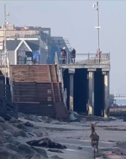 Косуля устроила променад по пляжу в Зеленоградске