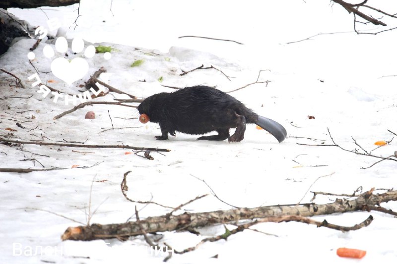 Бобер с Черной речки стал новой достопримечательностью Петербурга