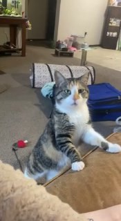 Новая звезда соцсетей — котик, который очень настойчиво требует что-то, что ему необходимо прямо сейчас