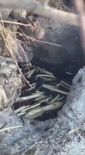 Бобру в Петербурге дали имя Яшка