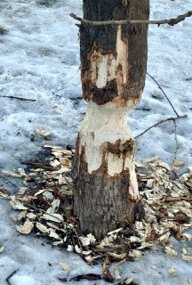 Иллюстрация 2