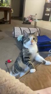 Кот требует повышения зарплаты: вирусный мем