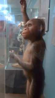 Учёные воссоздали звуки речи древних предков человека