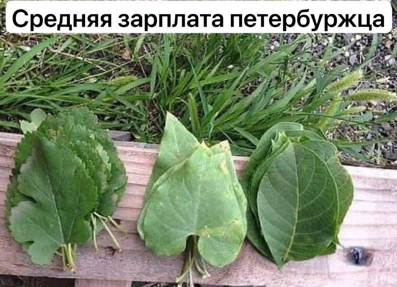 В Петербурге средняя зарплата составила 168 тысяч рублей, но это не показатель уровня жизни