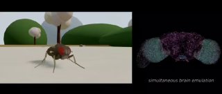 Создана первая цифровая эмуляция мозга мухи с автономным управлением