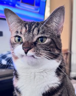 Популярный котик Прелесть без клыков