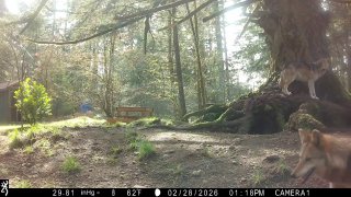 Надоело светиться: волчица разнесла фотоловушку, устав от слежки