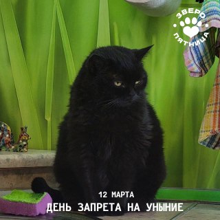 Фонтанка запрещает грустить и анонсирует проект о животных