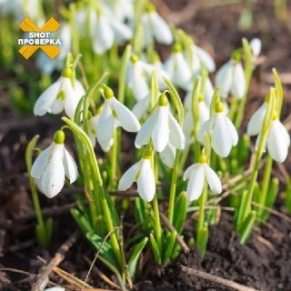 До 9 лет тюрьмы за сорванный подснежник: юрист о наказании за сбор цветов