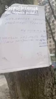 Бобр Яшка с Чёрной речки приболел после отравления морковью