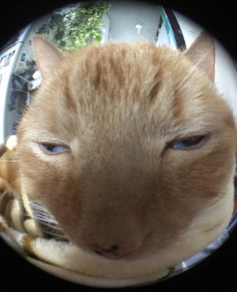 Иллюстрация 5