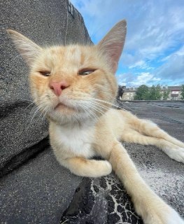 Иллюстрация 7