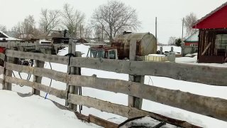 В Новосибирской области полиция и неизвестные лица готовятся уничтожать скот