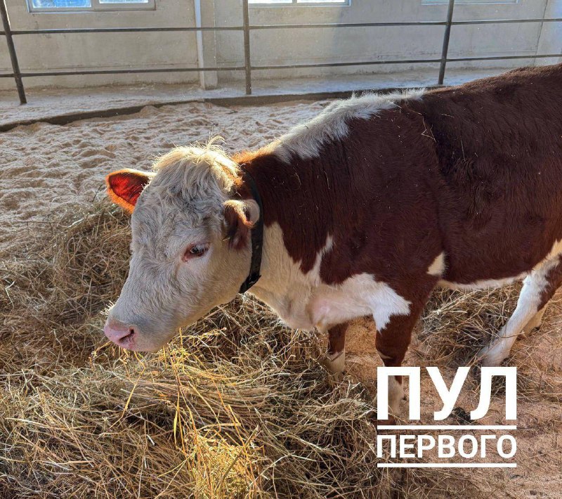 Лукашенко получил в подарок беременную корову