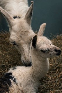 Иллюстрация 2